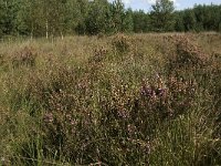 NL, Noord-Brabant, Reusel-De Mierden, Mispeleindsche Heide 9, Saxifraga-Jan van der Straaten